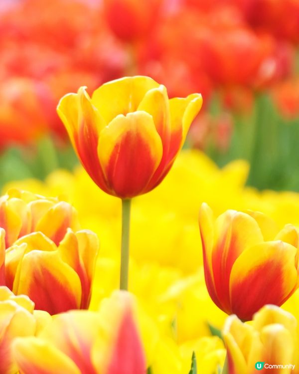 香港花卉展覽 鬱金香花海