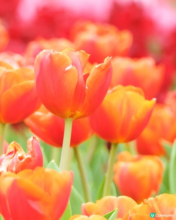 香港花卉展覽 鬱金香花海