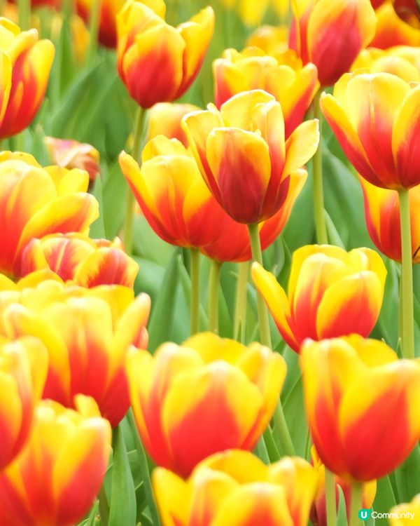 香港花卉展覽 鬱金香花海