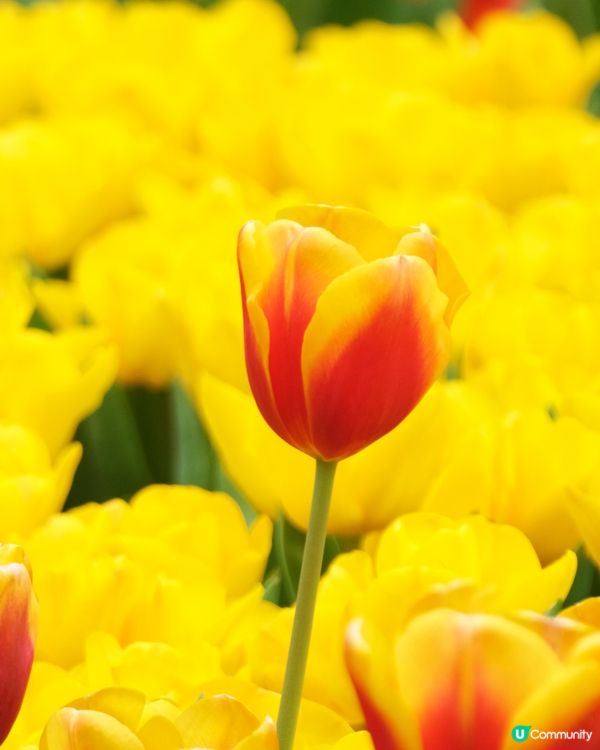 香港花卉展覽 鬱金香花海