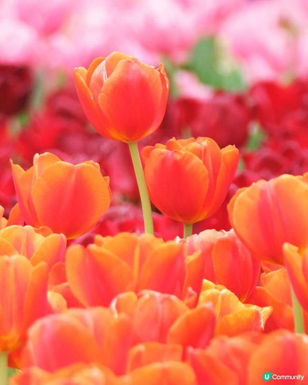 香港花卉展覽 鬱金香花海