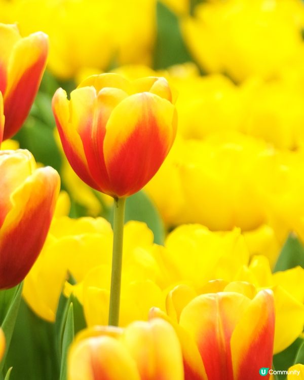 香港花卉展覽 鬱金香花海