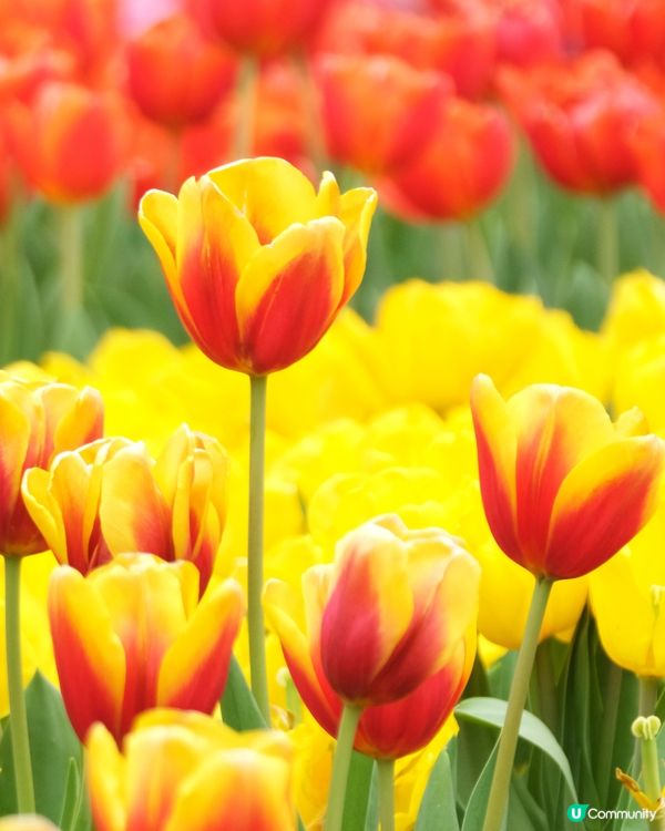 香港花卉展覽 鬱金香花海