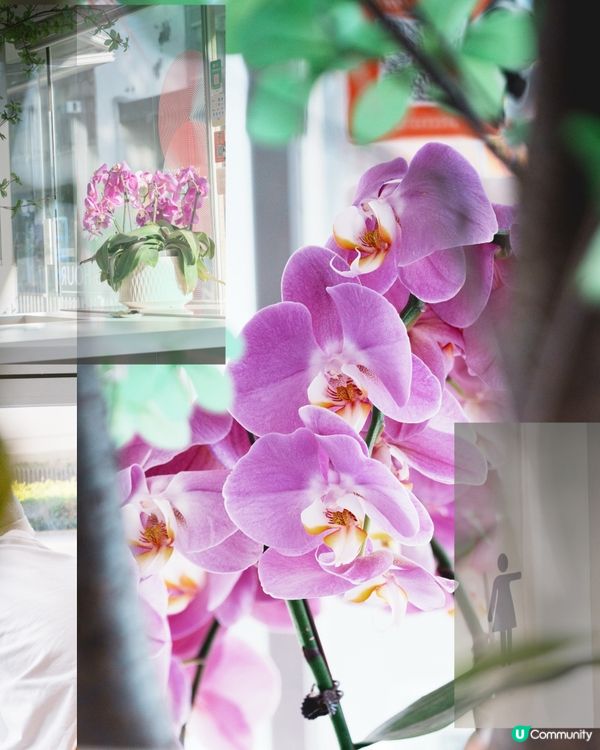 西環. 極簡純白風格.工作友善Cafe TGIF