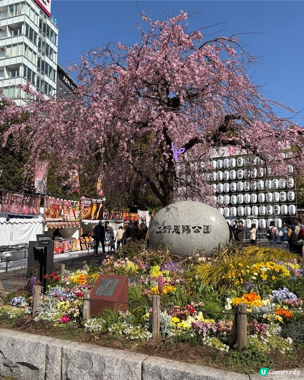 上野支垂櫻之日與夜