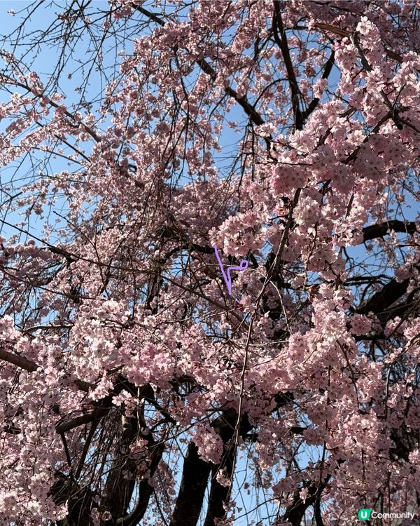 上野支垂櫻之日與夜