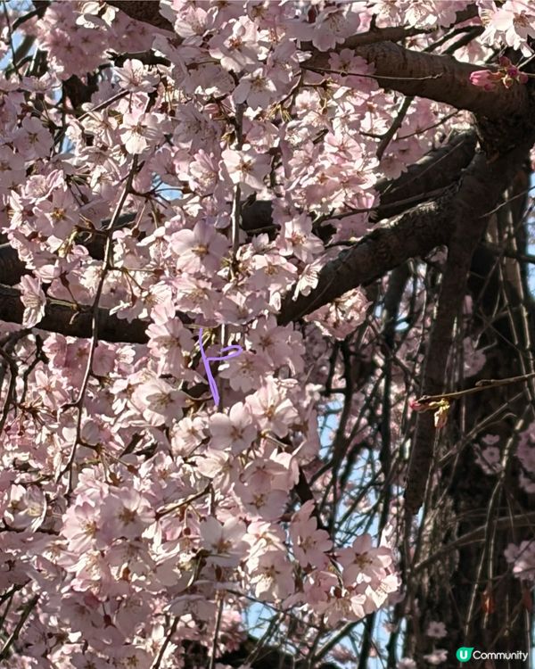 上野支垂櫻之日與夜