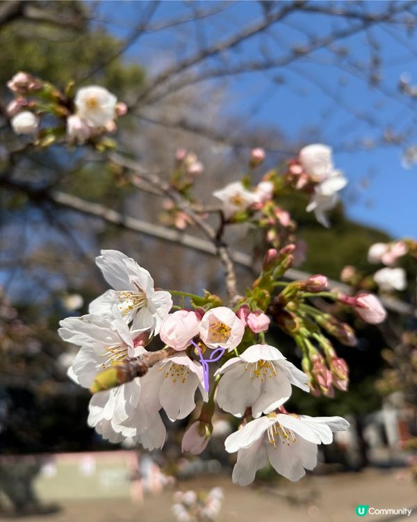 上野支垂櫻之日與夜