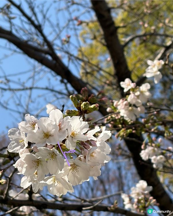 上野支垂櫻之日與夜