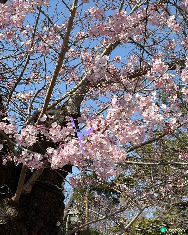 上野支垂櫻之日與夜