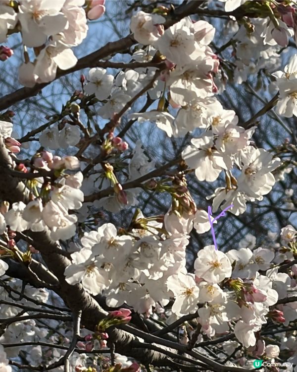 上野支垂櫻之日與夜