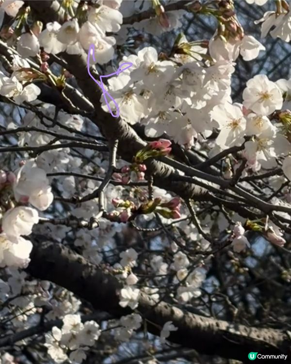 上野支垂櫻之日與夜