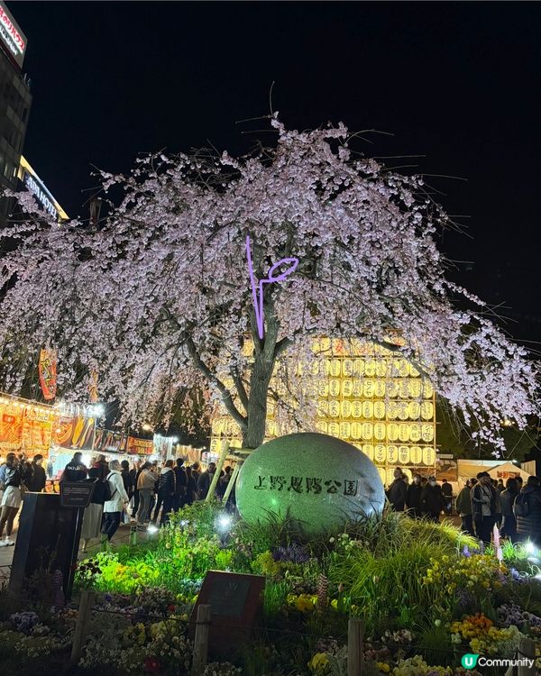 上野支垂櫻之日與夜