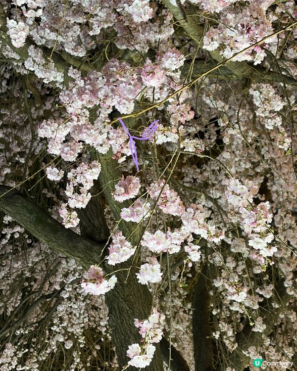 上野支垂櫻之日與夜