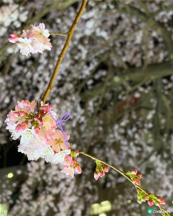 上野支垂櫻之日與夜