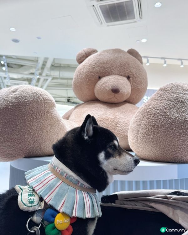 🐻Cafe日本過江龍登陸Airside😍