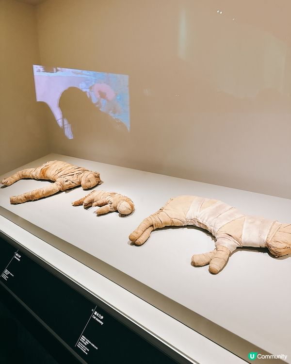 埃及瑰寶襲港！5000年歷史等你睇！✨👑