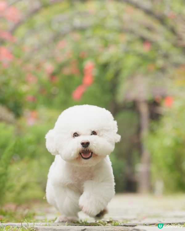 户外寵物攝影師