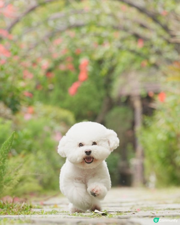 户外寵物攝影師
