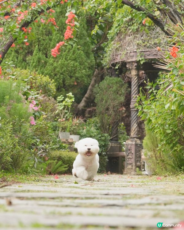 户外寵物攝影師