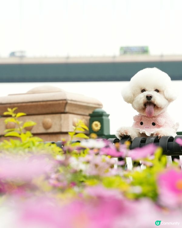 户外寵物攝影師