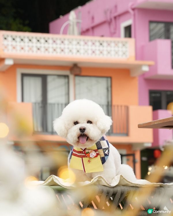 户外寵物攝影師