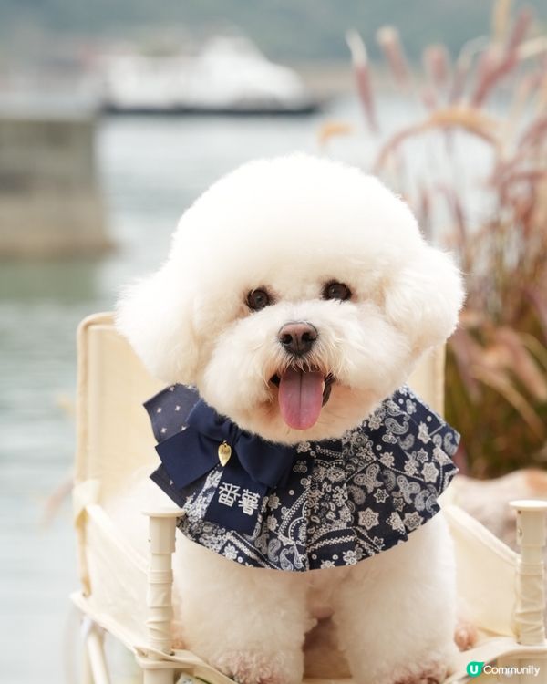 户外寵物攝影師