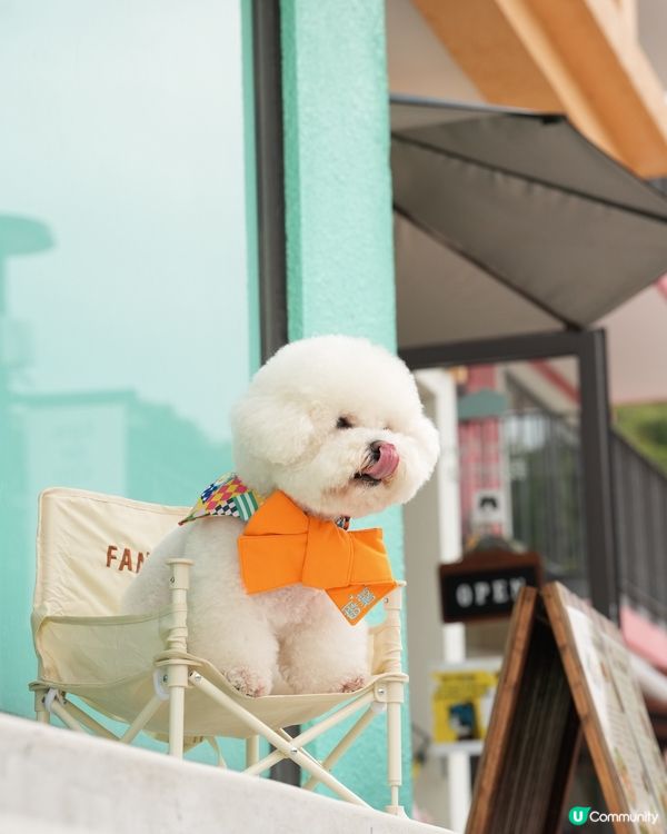 户外寵物攝影師