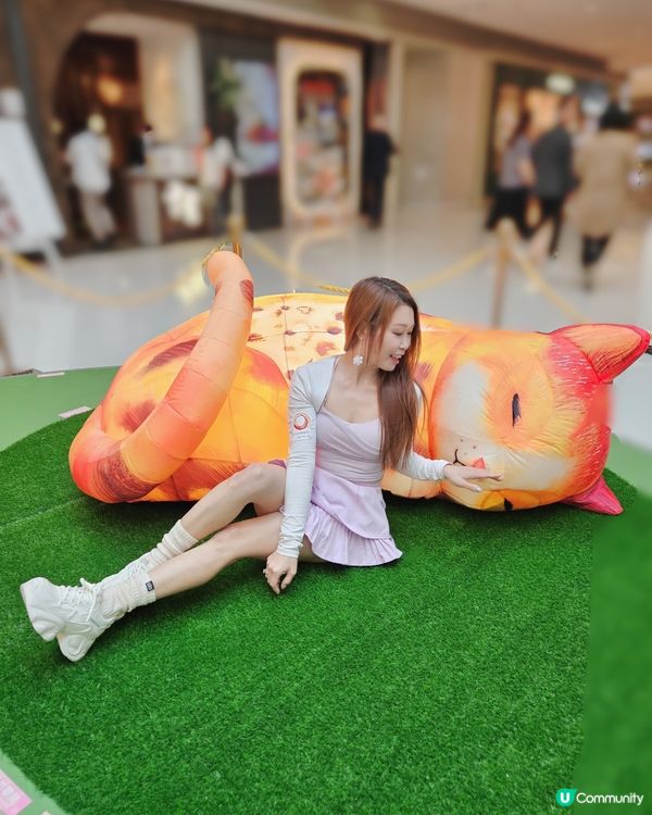 個個都知我養左3隻貓貓，我係貓痴黎架！