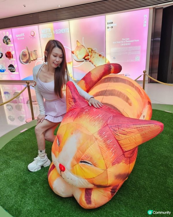 個個都知我養左3隻貓貓，我係貓痴黎架！