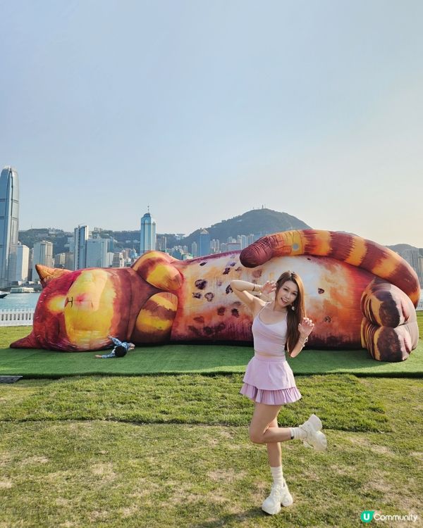 個個都知我養左3隻貓貓，我係貓痴黎架！