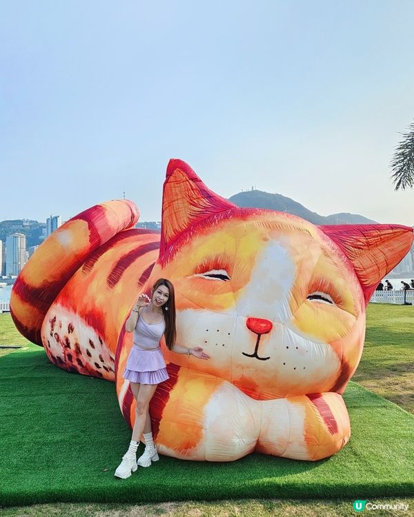 個個都知我養左3隻貓貓，我係貓痴黎架！