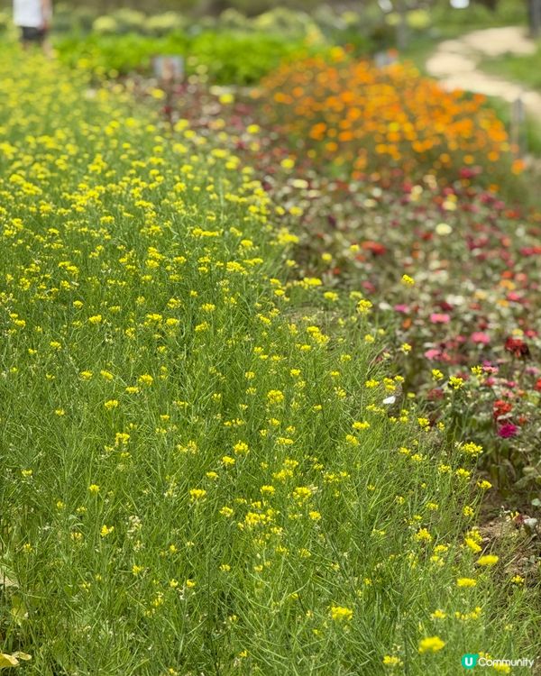週末花田見！🌸🚗