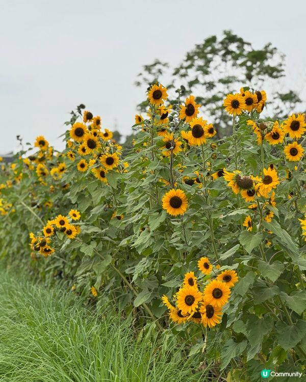 週末花田見！🌸🚗