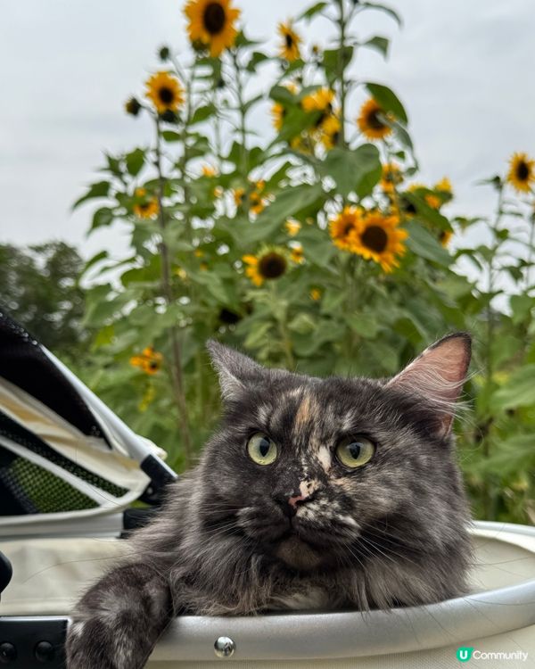 週末花田見！🌸🚗
