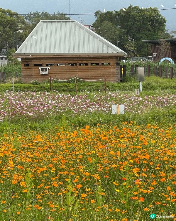 週末花田見！🌸🚗
