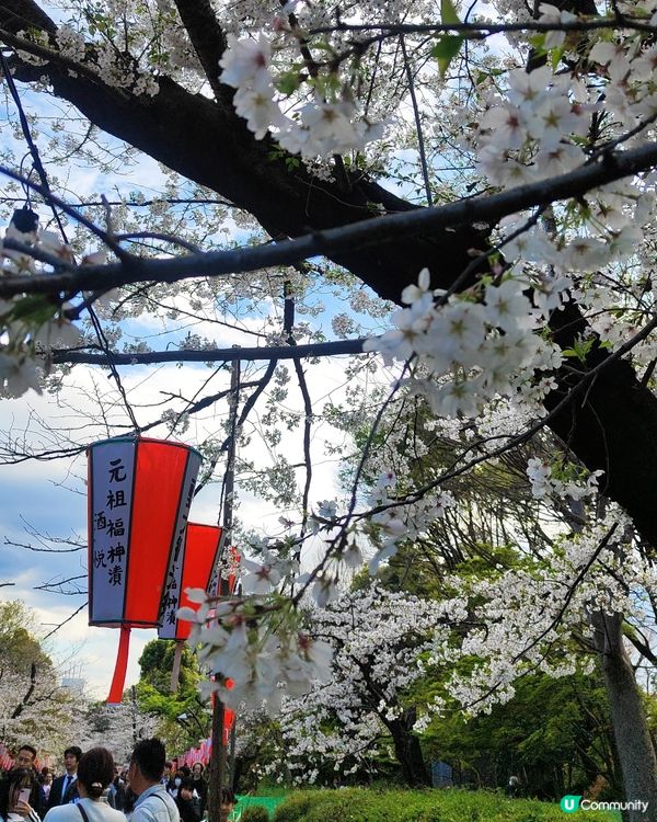 🌸我愛花花之上野櫻花隧道！賞櫻🌸必去🇯🇵