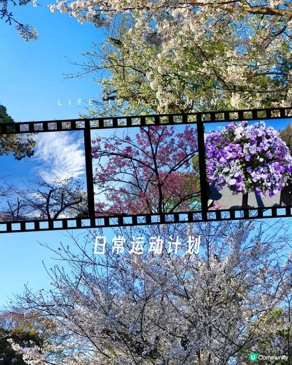 🌸我愛花花之上野櫻花隧道！賞櫻🌸必去🇯🇵