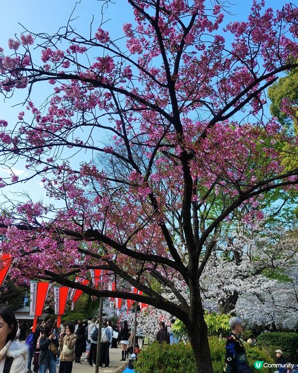 🌸我愛花花之上野櫻花隧道！賞櫻🌸必去🇯🇵
