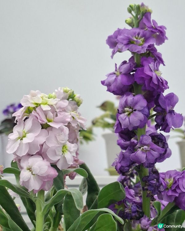 【生態】暢遊花海🪻 走入微型嘅世界🔎