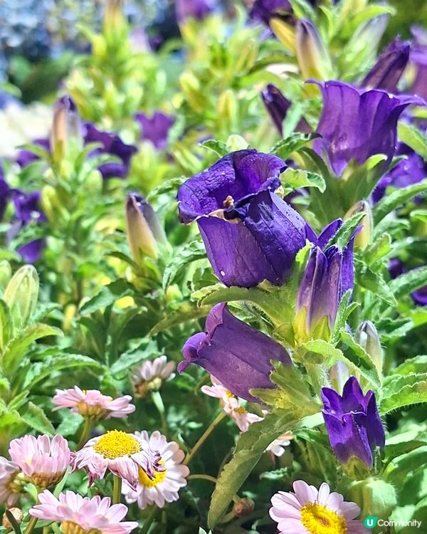 【生態】暢遊花海🪻 走入微型嘅世界🔎