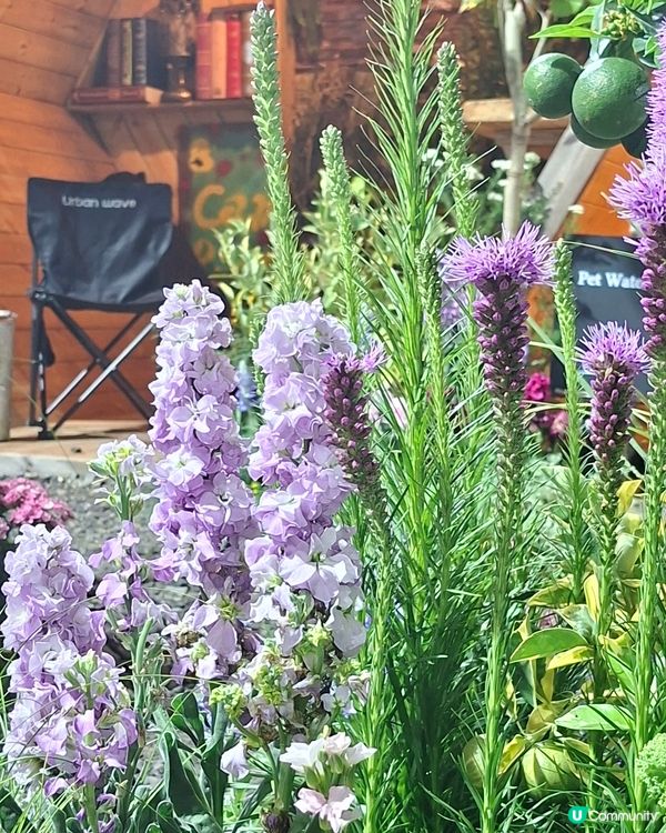 【生態】暢遊花海🪻 走入微型嘅世界🔎