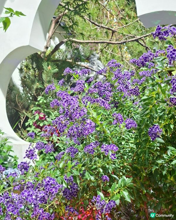 【生態】暢遊花海🪻 走入微型嘅世界🔎