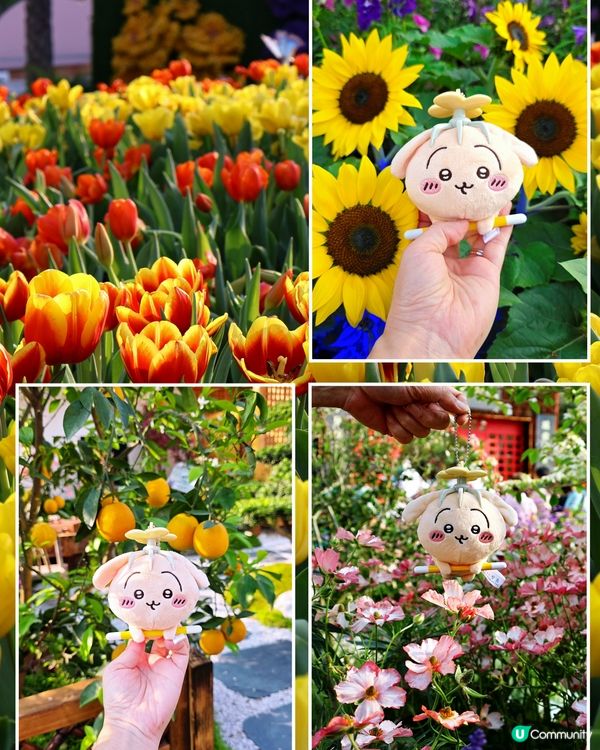 長腿kitty帶你遊🪻2026花展🌸🌷💐