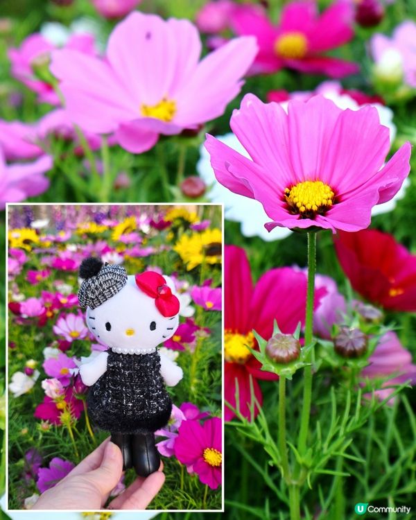 長腿kitty帶你遊🪻2026花展🌸🌷💐