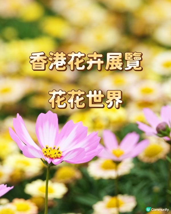香港花卉展覽 花花世界