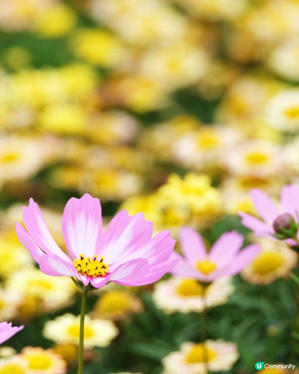 香港花卉展覽 花花世界