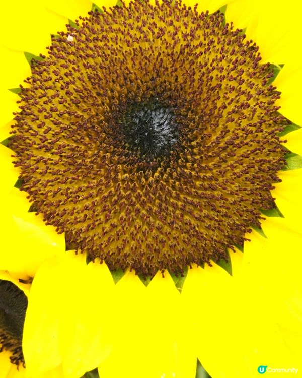 香港花卉展覽 花花世界