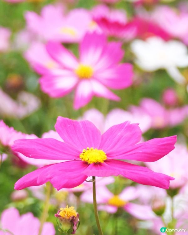 香港花卉展覽 花花世界