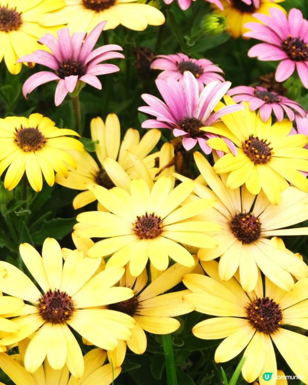 香港花卉展覽 花花世界